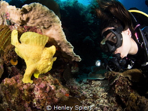 Jade & the Frogfish by Henley Spiers 